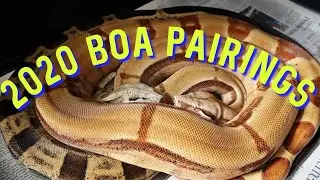 Boa Constrictor Pairings (2020)
