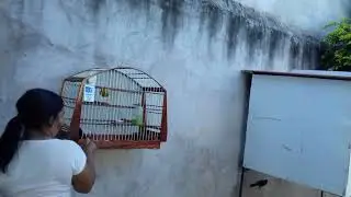 PÁSSARO PRETO DE FIBRA DIAMANTE.
