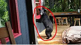 WE SAW A BEAR IN OUR CABIN!  