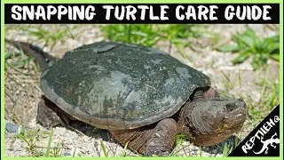 Snapping Turtle Care Guide: How To Care For A Pet Snapping Turtle!