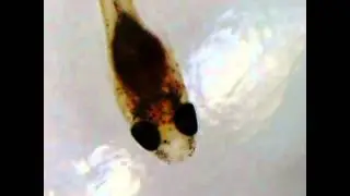 Chromaphyosemion Fischlarven