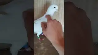 #pigeon #голуби #birds #бойныеголуби #socute #birds #top #бойныеголуби