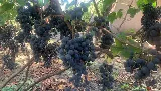 #ВиноградникЕлисеевых  Мальбек и Каберне Совиньон