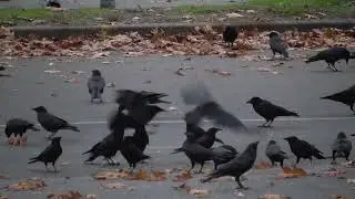 Crows becoming Road Hogs