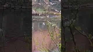Ralaxing Nature Sounds (Rain and Piano) #rain #nature #spring #march #relaxing #flower #pound #rainy