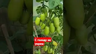 Будет что покушать зимой!)