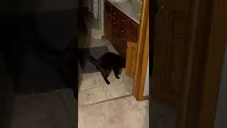 Cat opens cabinet door #epiccatfights #funnycatfight #fightcats