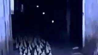 мужик профессионально загоняет уток в сарай