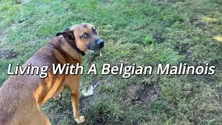 Are Belgian Malinois' Easy To Take Care Of?