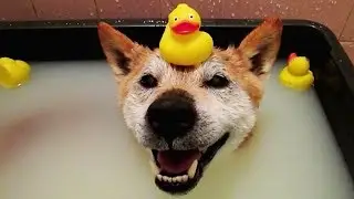 Cute is Not Enough - Funny Cats and Dogs Compilation #283