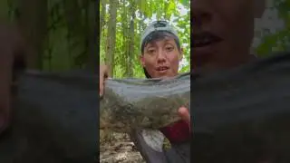 WOW!!! GAK NYANGKA BISA DAPAT IKAN SEGEDE INI #mancing #mancingmania #mancingikan
