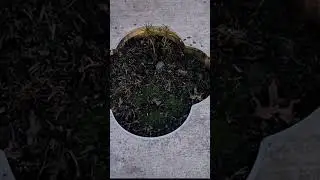 The Smallest Park in the World