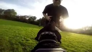 GoPro fetch harness, on our Dobermann