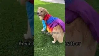 My dog is Kevin