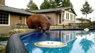 Капибара готовится к прыжку на протяжении часа | Capybara prepares to jump for an hour