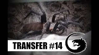 TRANSFER #14: Wkurwiony Linothele fallax ma przemeblowanie
