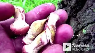 ПОХОД за ГРИБАМИ УДАЛСЯ!
