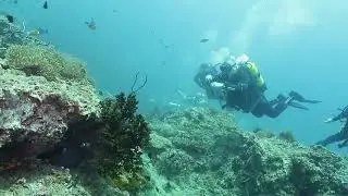 Мурена