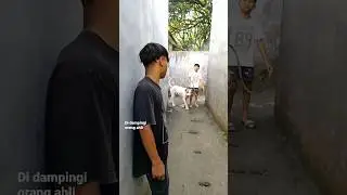 NOVI'S BOYFRIEND VS CARLO (PITBULL) | HILARIOUS VIDEO 2023