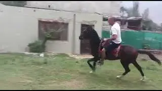 Horse Riding #riding #horse #horses #rockstar