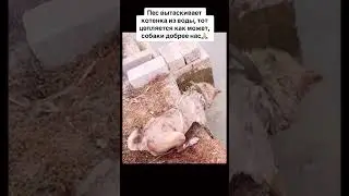 Животные добрее и умнее чем люди💔 #актобе#собака #помощь #котёнок #2024#shorts #рекемендаци #добро