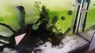 Really Amazing fish tank! 2016 #4