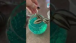 ГИДРОГЕЛЬ. И пусть ваши череночки живут в красоте #сад#огород#цветы#черенки