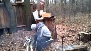 Правильная Дрессировка собак