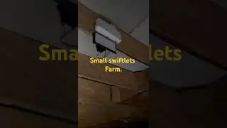 small swiftlets farm. #food #birdshomebreeding #birdsfarm
