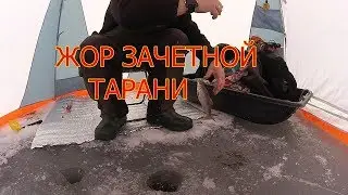 Ловля тарани зимой в палатке
