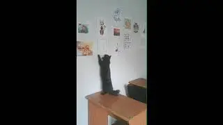 Бедный Кузя - Кот влюбился в нарисованную кошку!