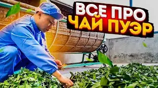 Вся правда о чае пуэр | чем шу пуэр отличается от шен пуэра | как производят пуэр | эффект от пуэра