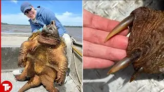 You Absolutely Don't Want to Get Bitten By This Turtle