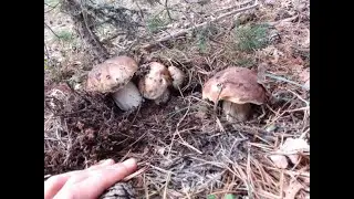boletus octubre 2022