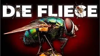 What happens if all flies disappear?