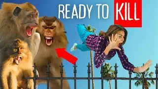 Monkey Attack | The Horrific 2022 Attack of Northern India