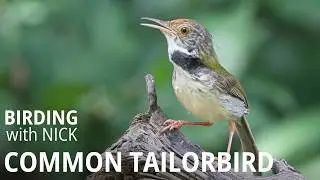 Common Tailorbird Call | Orthotomus sutorius