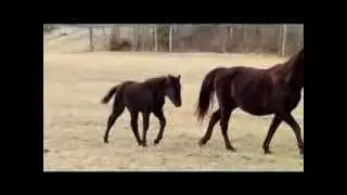 2013 Black Filly