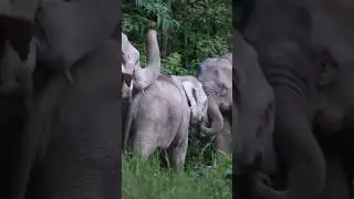 ครอบครัว กุนเชียง #เขาใหญ่ #forestelephant #animalnews #animals #elephanthabitat #wildlife #news