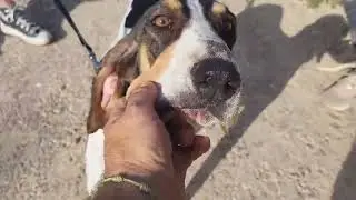 Cleo1 - Jagdhündin sucht ein Zuhause