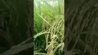 PADI LEBAT & SUBUR