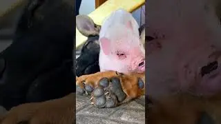 Heartwarming Friendship: Little Pig and Puppy Grow Up Together| Rain Chase | Cross-Species...