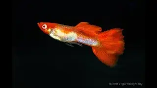 Koi Guppy