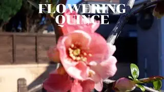 Plant profile - Flowering Quince