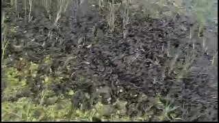 #frog#frogtok#frogsoftiktok#africanbullfrog#frogs#froggy#toad#bullfrog#dumpy#dumpyfrog #shorts