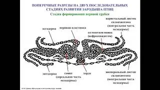Общий обзор гистогенеза