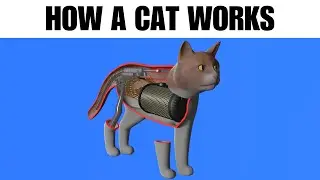 How a Cat Works