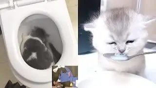 Baby Cats - Cute & Funny Cat Videos Compilation #10