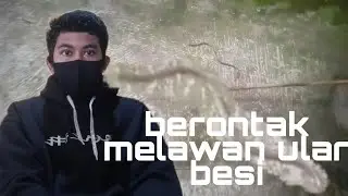 BERONTAK MELAWAN ULAR BESI!!!