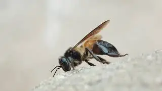 Xiaomi 13 pro macro video 4k